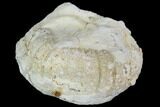 Fossil Sea Urchin - Morocco #104520-1
